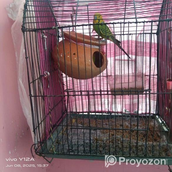 বাজিগর পাখিবাজিগর পাখি