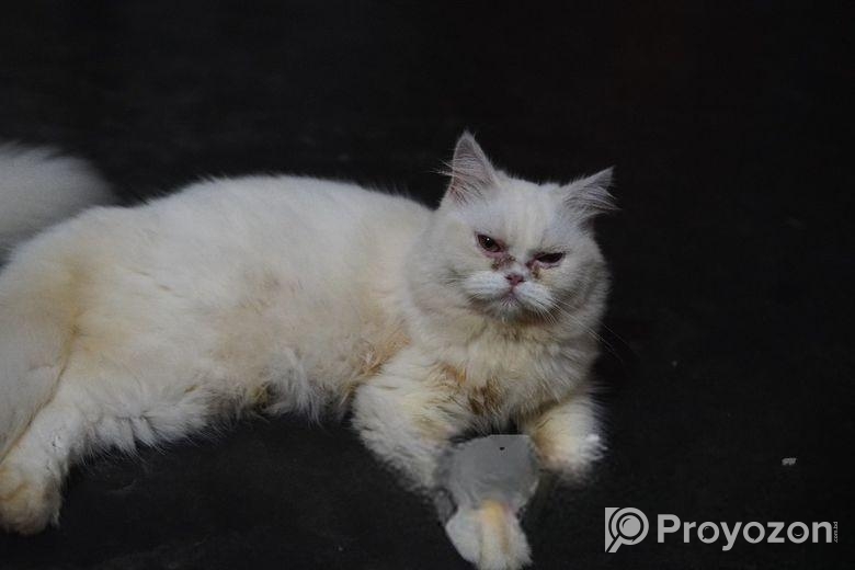 Adult Female And Male