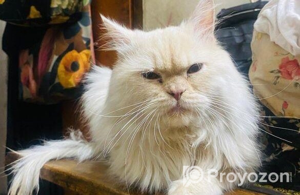 Pure Persian Male Adult Cat For Sell
