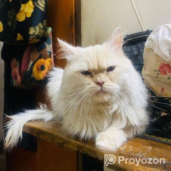 Pure Persian Male Adult Cat For Sell
