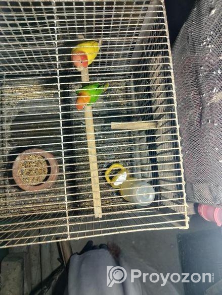 লাভ বার্ড পাখি বিক্রয়ের জন্য