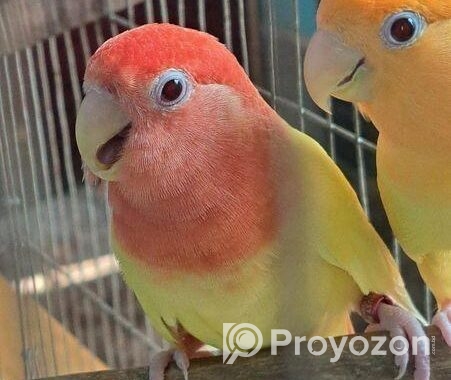 1 Pair Love Bird Lutino Opperline