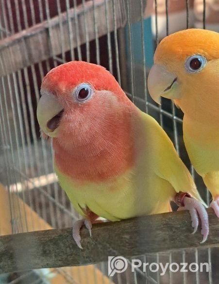 1 Pair Love Bird Lutino Opperline