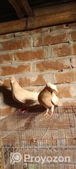 সুন্দরী কবুতর