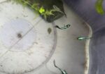 guppy fish