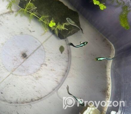 guppy fish