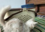 Persian Cat