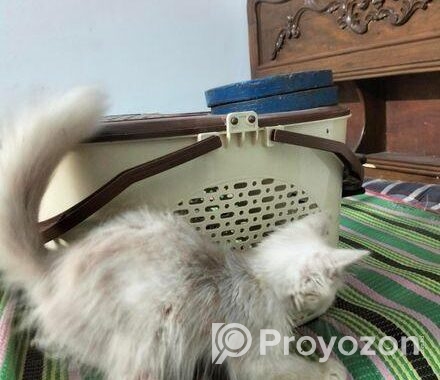 Persian Cat