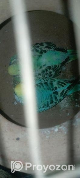 বাজিগর পাখি