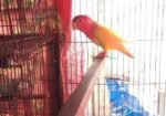 Love Bird Running Female