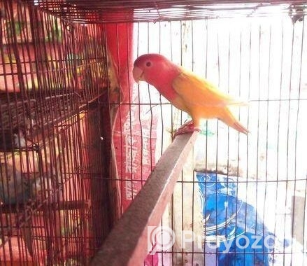 Love Bird Running Female