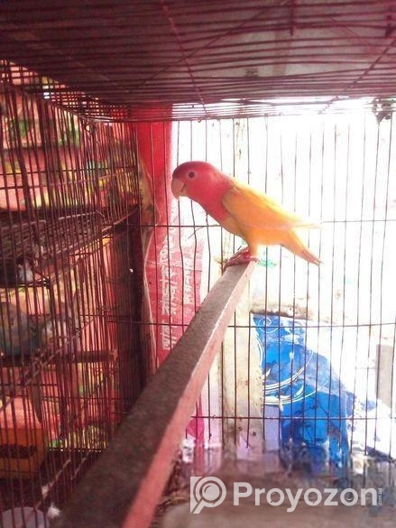 Love Bird Running Female