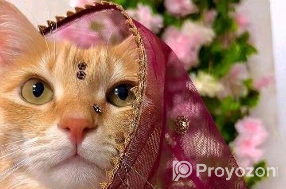 Cat For Sale