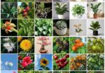 Buy Fruit, Forest & Indoor Plants Online in Bangla
