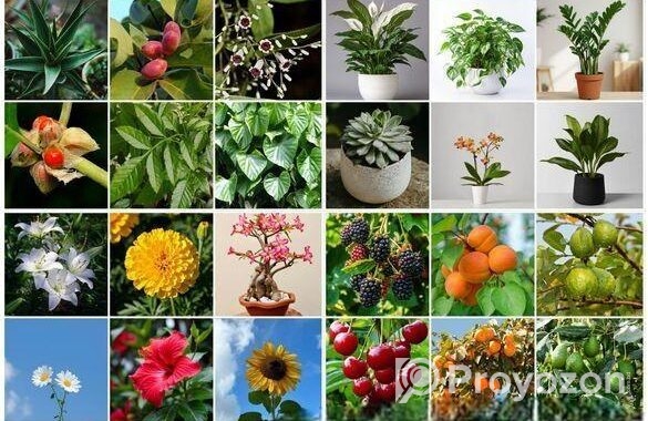 Buy Fruit, Forest & Indoor Plants Online in Bangla