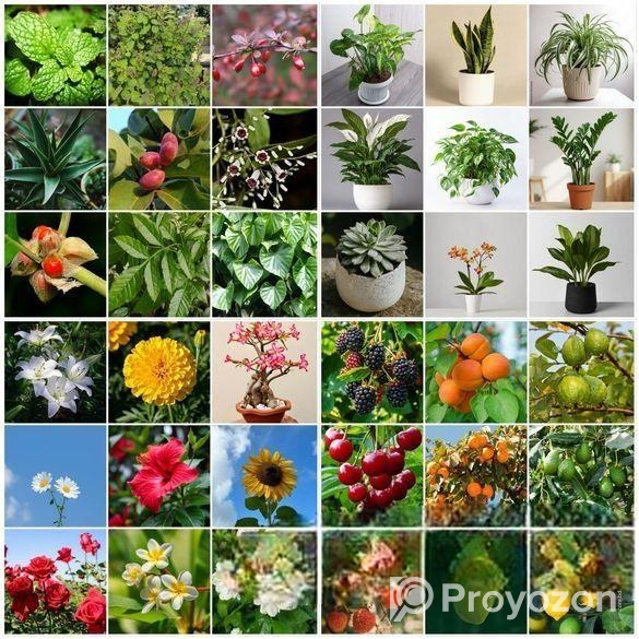 Buy Fruit, Forest & Indoor Plants Online in Bangla