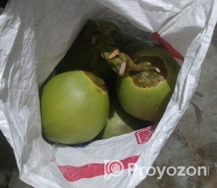 সরাসরি বাগান থেকে সংগ্রহ করা টাটকা ডাব এবং নারকেল।