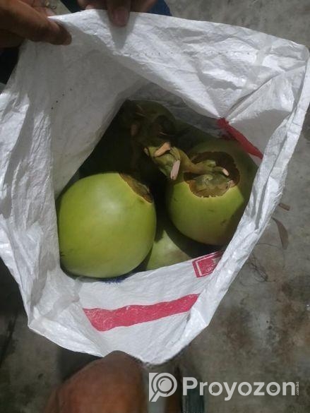 সরাসরি বাগান থেকে সংগ্রহ করা টাটকা ডাব এবং নারকেল।