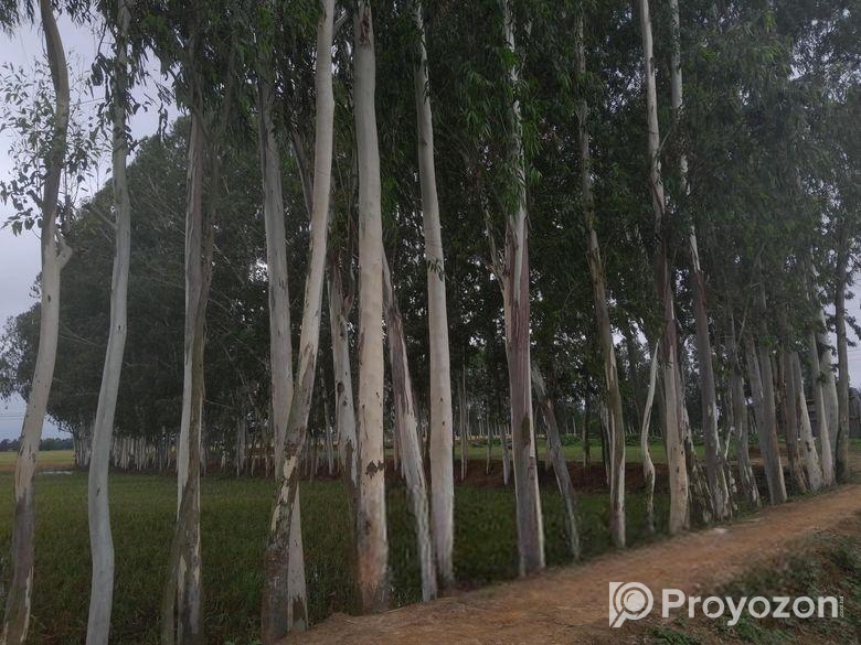 ইউক্যালিপটাস গাছ একসঙ্গে বিক্রয় করা হবে