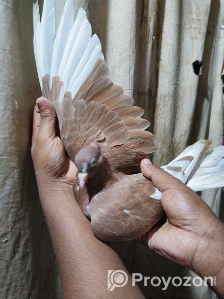 লাল গররা মাদি