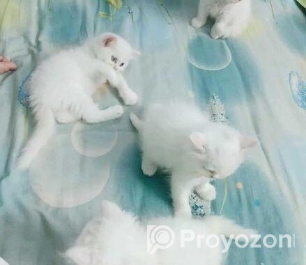 Persian Cat