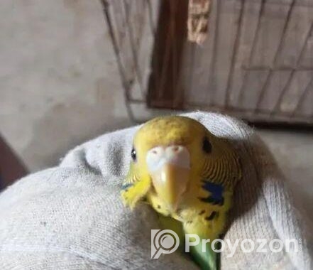 Male Budgiger