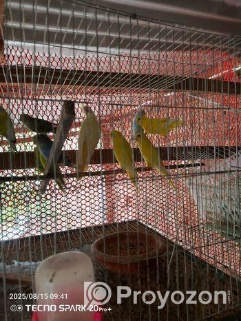 বাজরিগার পাখি