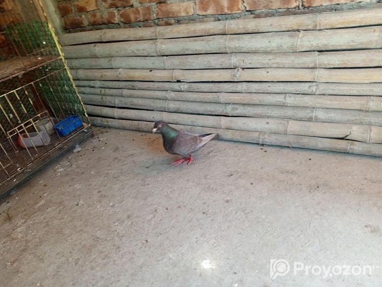 Running Madi jaint king