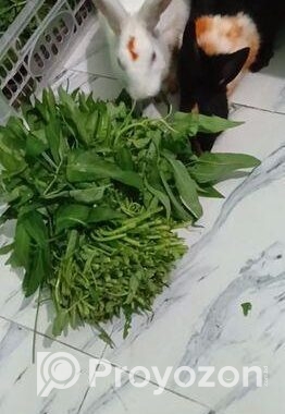 এক জোড়া খরগোশ বিক্রি হবে