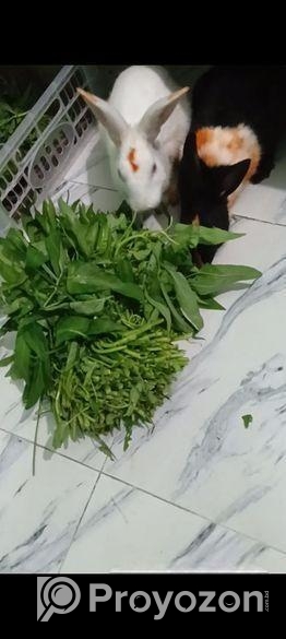 এক জোড়া খরগোশ বিক্রি হবে