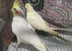 টেম ককাটেল