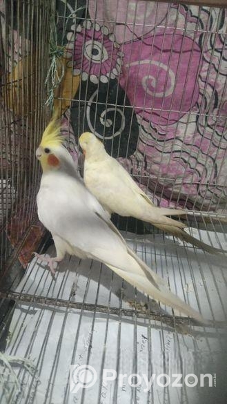 টেম ককাটেল