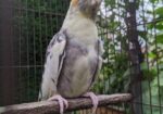 কোকাটেল পাখি