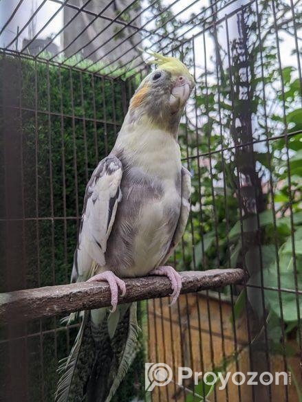 কোকাটেল পাখি