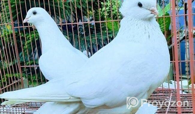 কার্জি জাতের কবুতর