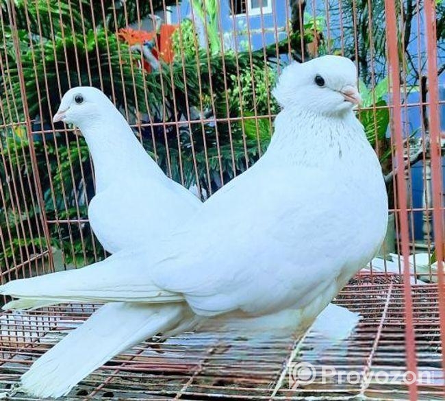 কার্জি জাতের কবুতর