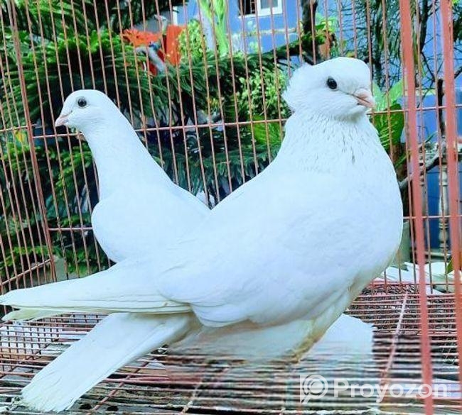 লাক্ষ্যা কবুতর