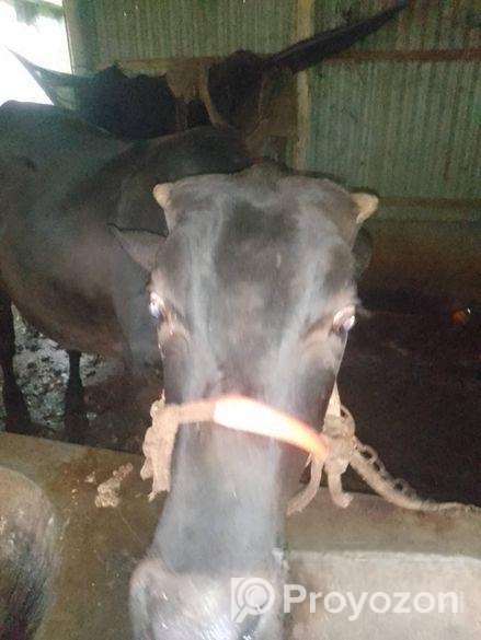 ষাঁড় বিক্রি হবে