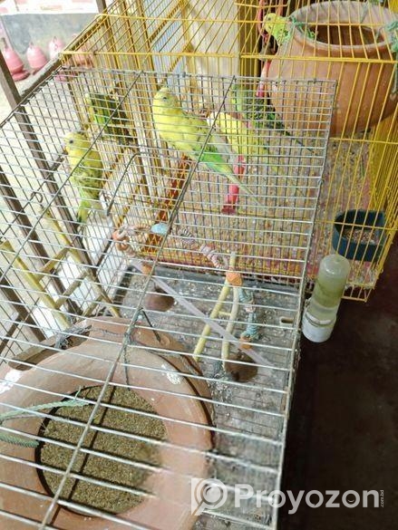 বাজরীগড় পাখি বিক্রি