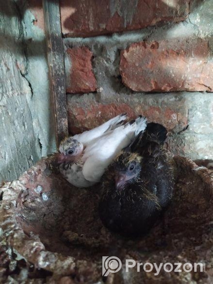 বাচ্চা সহ এক জোড়া কবুতর বিক্রয় করা হবে