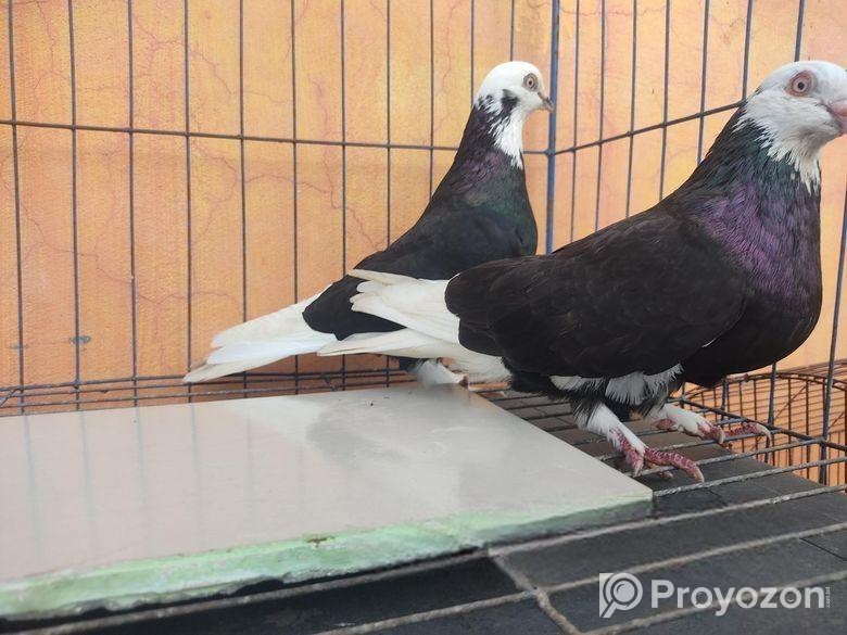 কবুতর বিক্র