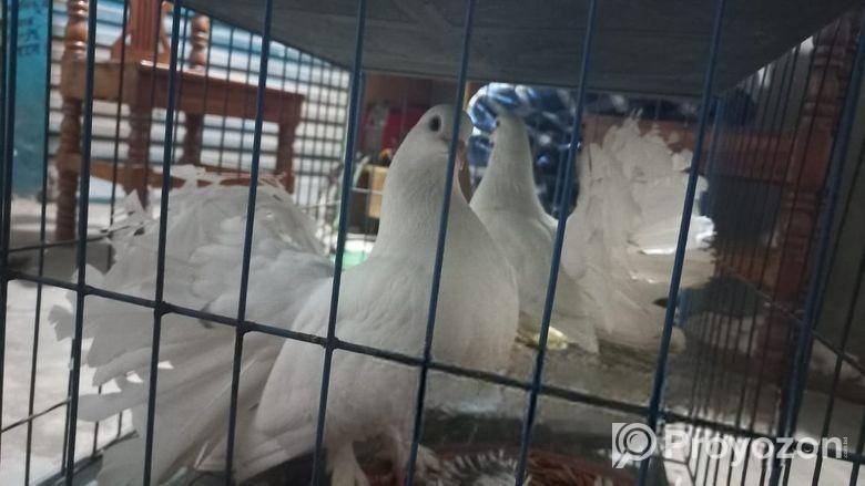 অরিজিনাল লাক্ষা কবুতর ও ইন্ডিয়ান ঘুঘু পাখি