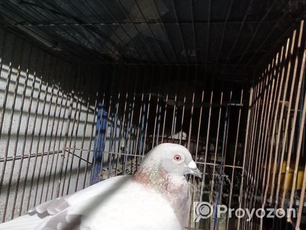 মিলি রেসার