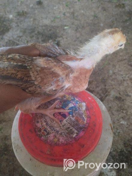 সোনালী মুরগীর বাচ্চা বিক্রি হবে