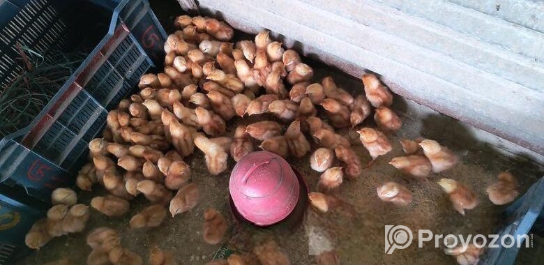 এক দিন বয়সের লেয়ার মুরগি বাচ্চা sell করা হবে👈