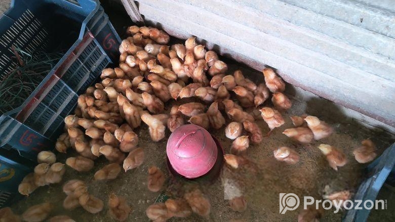 এক দিন বয়সের লেয়ার মুরগি বাচ্চা sell করা হবে👈