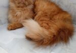 Persian cat ( ফিমেল বিড়াল )
