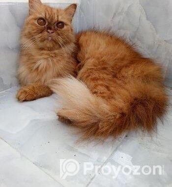 Persian cat ( ফিমেল বিড়াল )