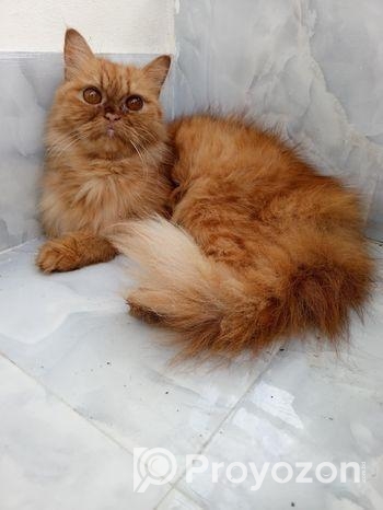 Persian cat ( ফিমেল বিড়াল )