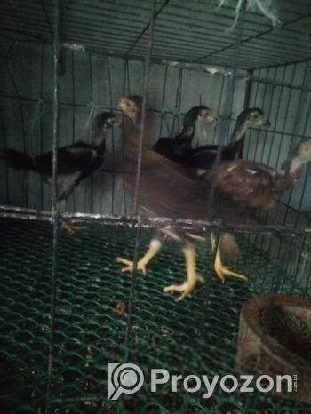 অরিজিনাল আসলি মুরগির বাচ্চা